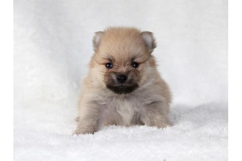 成約済の大阪府のポメラニアン-83026の3枚目